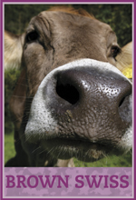 Brown Swiss Dairy Cow Brown Swiss Dairy Cow